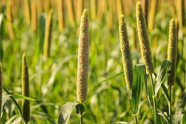 Bajra